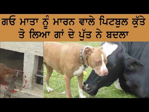 ਗਾਉ ਮਾਤਾ ਦੇ ਮਾਲਕ ਨੇ ਲਿਆ ਫੈਂਸਲਾ | Punjab News