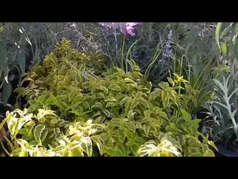 Drought Tolerant Plant Selections
