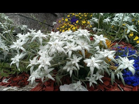 Edelweiss - Vince Hill