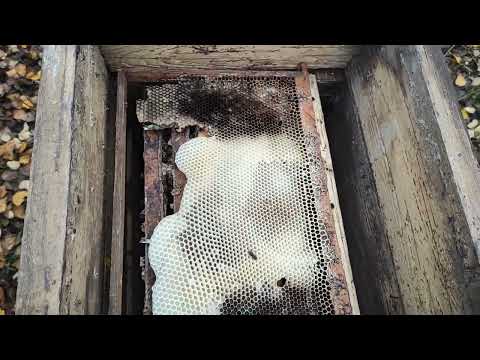 Пчеловодство. Роеловство. Состояние пойманных летних роёв в ноябре.