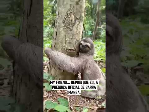 🦥 DIÁRIO DA PREGUIÇA – ALERTA DE FAMA ANIMAL AQUI NA REGIÃO 🦫🐺🐭 #preguicabm