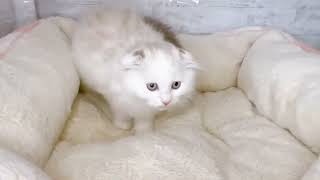 スコティッシュフォールドの動画01