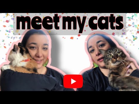 MEET MY CATS🥰
