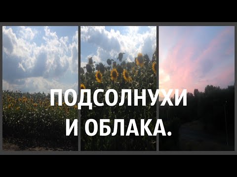 Подсолнухи и облака . Лето.