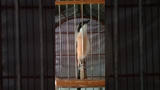 Download lagu CENDET SITUBONDO BAJAK LAUT mp3