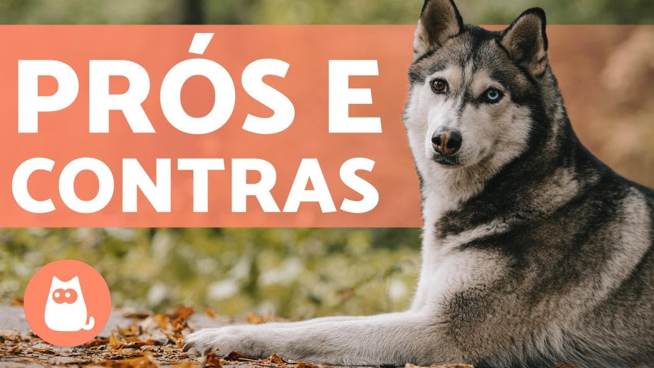 COMO É TER UM HUSKY SIBERIANO - prós e 'contras'