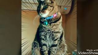 写真まとめand気まぐれロマンティック歌ってみた！