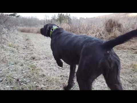 Martha the Pudelpointer - Deliver to Hand