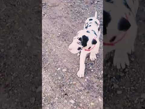 Deutsche Dogge Welpe kaufen