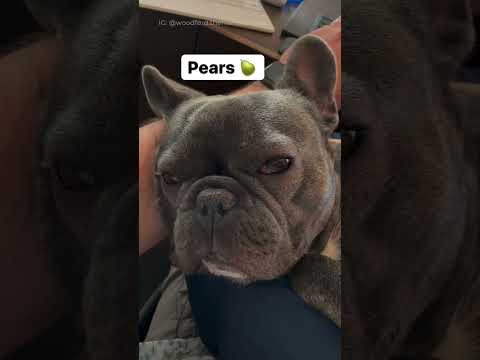 Did someone say *******? Funny french bulldog video