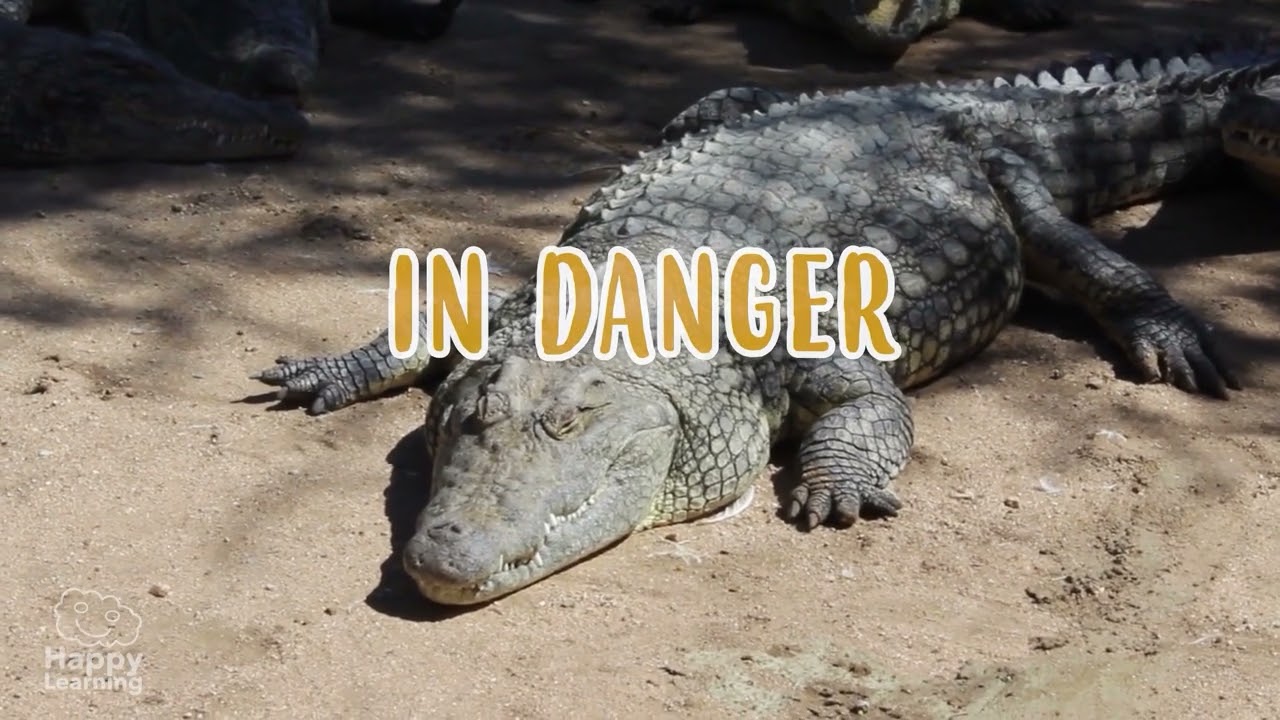 🦁 HOW DO PREDATORS HUNT? | Educational Videos for Children | @HappyLearningEN