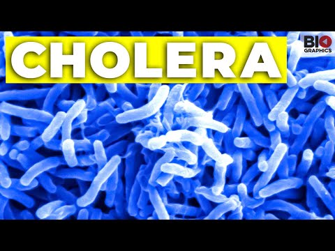 Cholera: Love in the Time of Pandemic