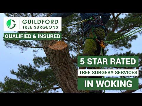 Guildford Tree Surgeons video.