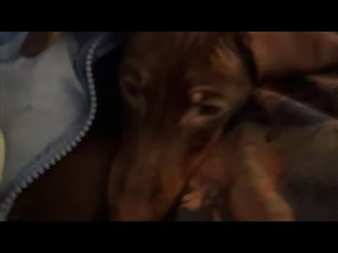 ZUUMZUUM - short film