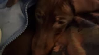 ZUUMZUUM - short film