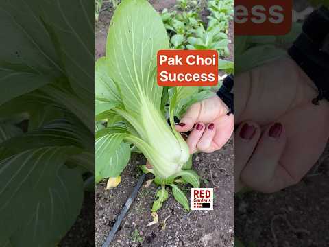 Polytunnel Pak Choi: Winter Growing Success at Red Gardens
