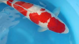 video van Meerstaps Kohaku  KO-V24-0135