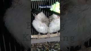 Download lagu Memakani Menjuju Anakkan Burung Kutilang mp3