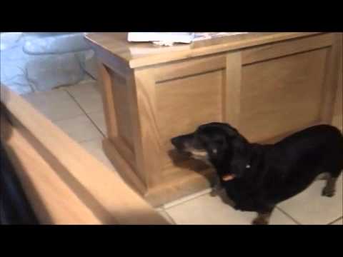 Blues harmonica Singing Sadie key of D Dachshund funny wiener dog epic cute video