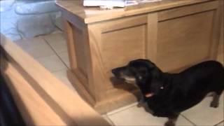 Blues harmonica Singing Sadie key of D Dachshund funny wiener dog epic cute video