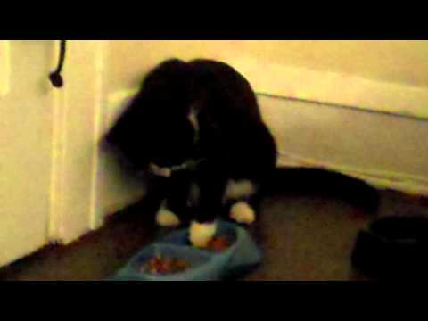 download lagu mp3 mp4 Scoop It Bowl, download lagu Scoop It Bowl gratis, unduh video klip Scoop It Bowl