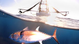 Searching for Tuna on Shrimp Boats