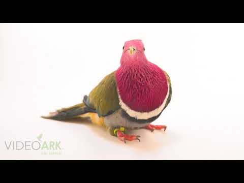 Pink-headed fruit dove Ptilinopus porphyreus