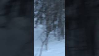 Mother Lynx with rabbit kill west of Cynthia, Alberta.