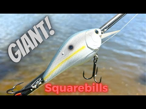Magnum Squarebill Crankbaits Catch Giant Bass!