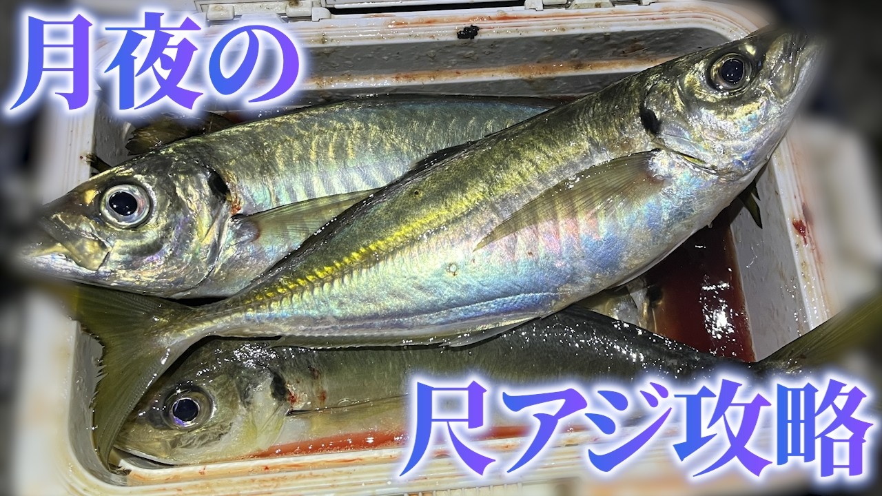 尺アジが釣れるタイミングとは？月夜のアジングで答え合わせ！