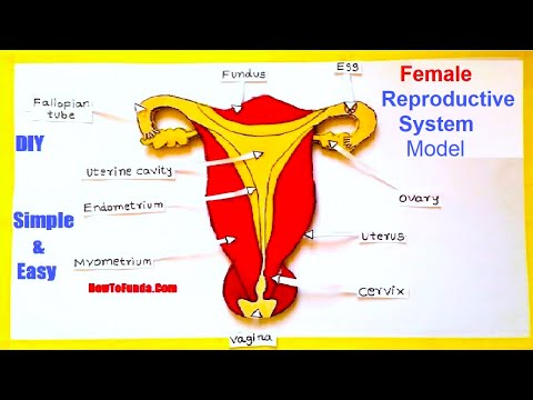 human digestive system working model 3d science project for science exhibition diy howtofunda