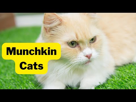 Munchkin Cat: A Feline That's Both Cute and Controversial