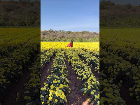 Chamanthi Poola thota🌼🌼#flowers #nature #ytshorts #thota #naturelovers #ytreels #sareelove