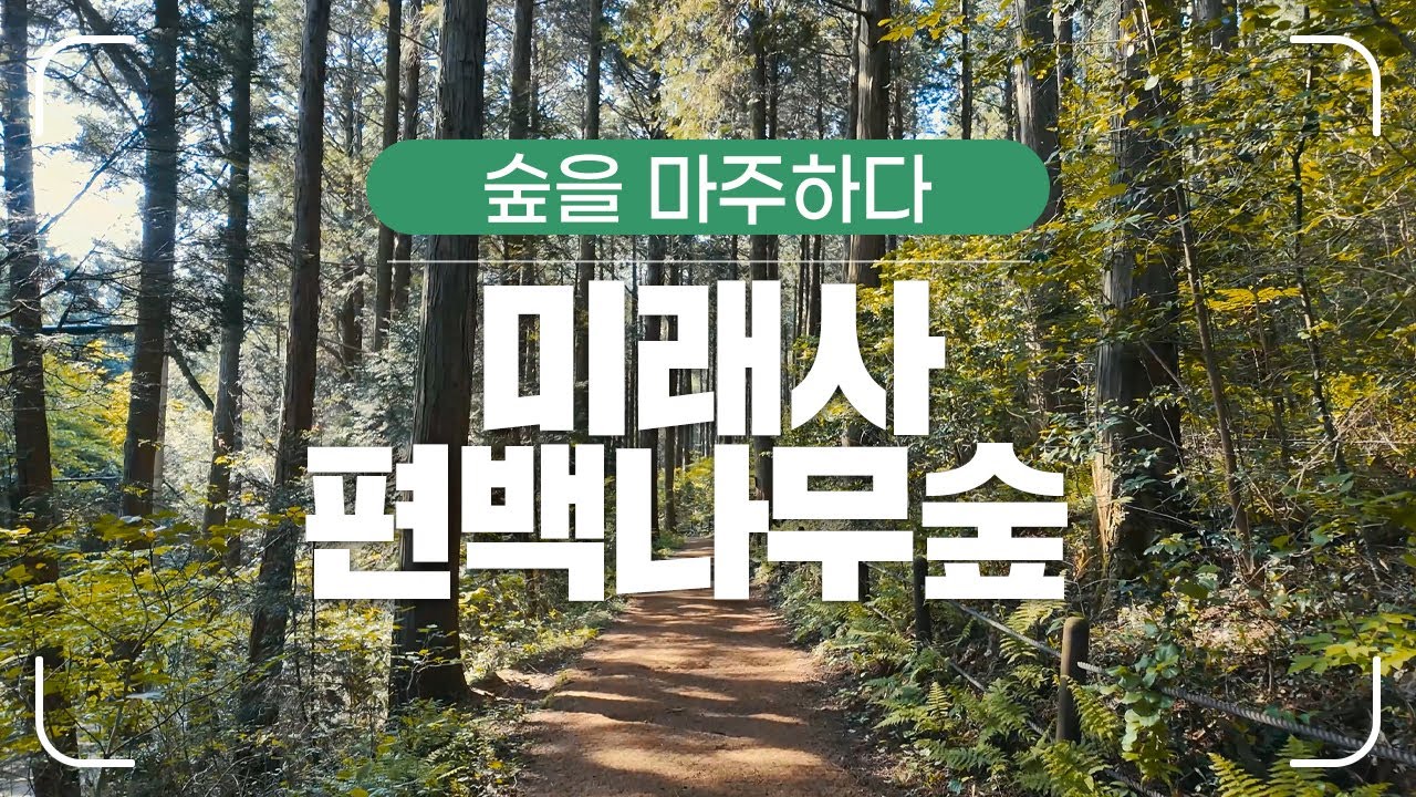 [#숲을마주하다] 비움의 미학을 이루어낸 치유의 숲, 미래사 편백나무숲