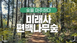 [#숲을마주하다] 비움의 미학을 이루어낸 치유의 숲, 미래사 편백나무숲