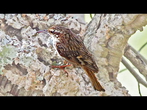 Kôrovník krátkoprstý (Certhia brachydactyla) — spev „tit-tit-tit-tit-TROOIT