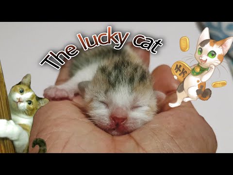 INTERESTING FACTS ABOUT CALICO CATS (Featuring The New Born Calico Kitten)