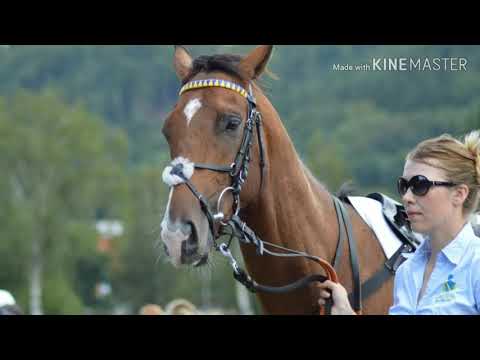 Nádherný šampion Arkalon!