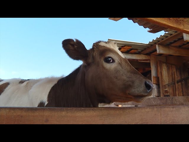 Парнокопытные на учёте