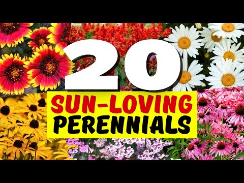 20 Hardy Perennial Flowers That Grow in Full Sun