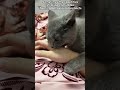 Cat Tips Did You Know Why Your Cat Bite You Audio By ChipTheManx Cat Pets Catfacts