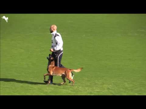 Alistar von der Schwarzen mamba and Simon Baiocco FCI wm 2016 Obedience