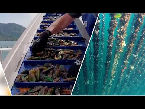 Billions of Mussels Raised Using This Modern Technique - Mussel Raising and Harvesting Process 2023
