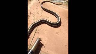 Justin found headless snake