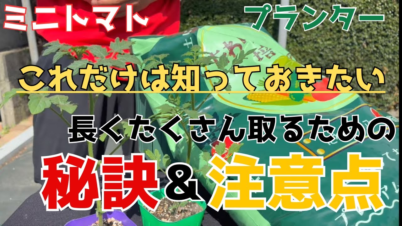 【ミニトマト】プランターに植える前に見て！失敗しないためのコツ教えます　【家庭菜園】