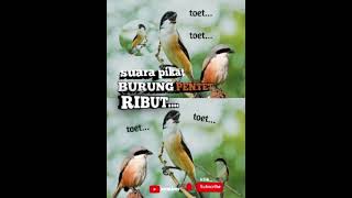Download lagu Suara pikat burung cendet ribut #shortvideo #fyp #pentetjatim #cendet #kicaumania mp3 Download lagu Suara pikat burung cendet ribut #shortvideo #fyp #pentetjatim #cendet #kicaumania mp3