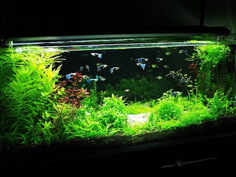 Társas, növényes akvárium (160 liter)