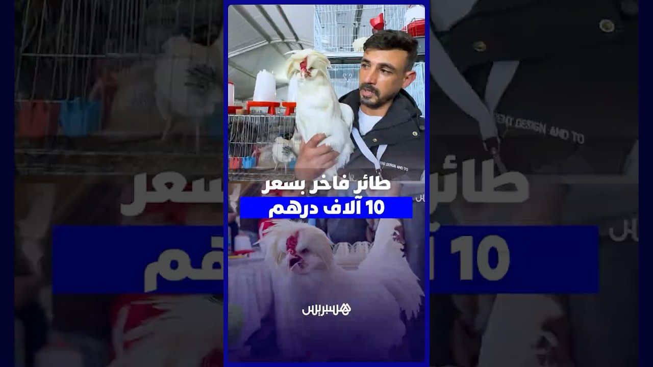 بسعر 10 000 درهم للزوجين .. السلطان الألماني يثير إعجاب زوار المعرض الدولي للفلاحة thumbnail