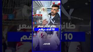 بسعر 10 000 درهم للزوجين .. السلطان الألماني يثير إعجاب زوار المعرض الدولي للفلاحة thumbnail