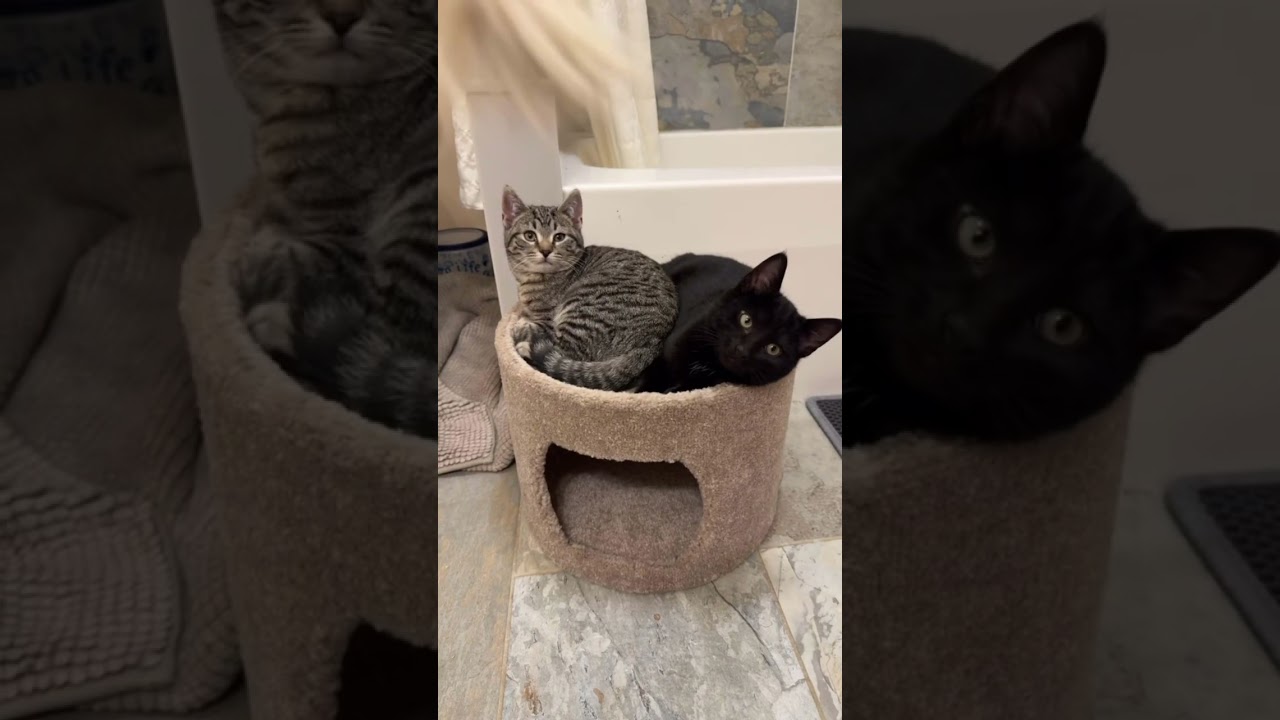 Enlarge Ozzy and Sabbath, an adopted American Shorthair in Danbury, CT video 6/6
